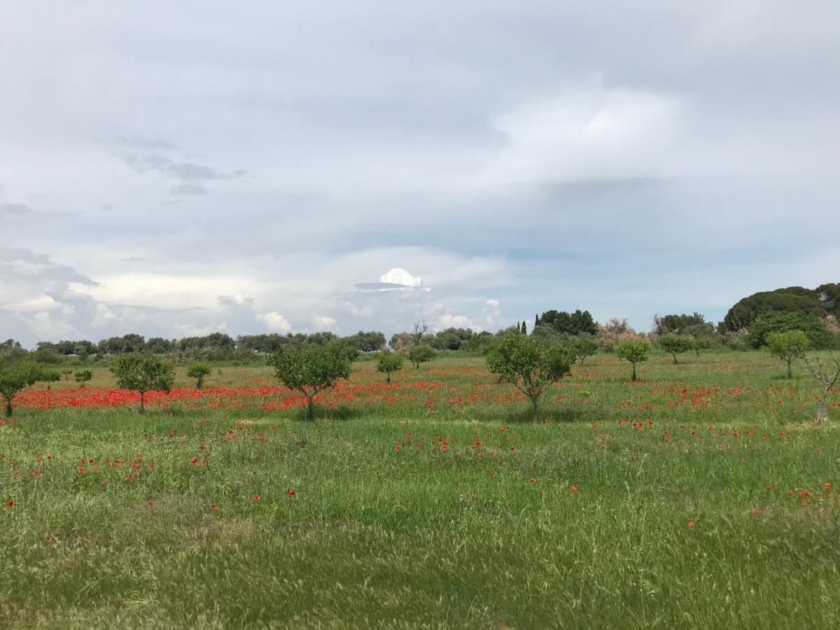 Bed and Breakfast Au Bord De Thau Marseillan  Esterno foto